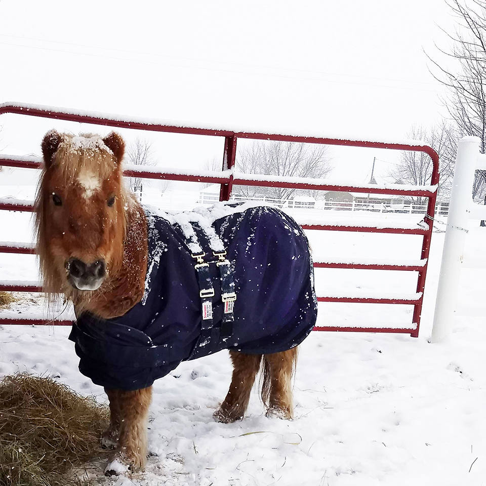 Miniature horse, Harvest, in the snow