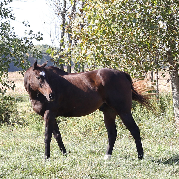 Stream Black Horse Vital Honey In Gojrat, 0300-0378807, 2024 Offer! by  Walter Little