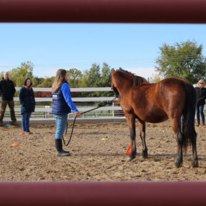 Group doing an exercise with a horse in the outdoor arena