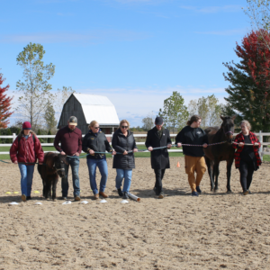 Group doing a leadership and teamwork exercise with two of the horses.